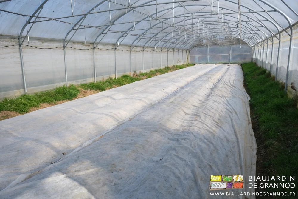 photo d'un tunnel de 4 planches de carotte binées recouvertes du voile blanc pendant les nuits froides