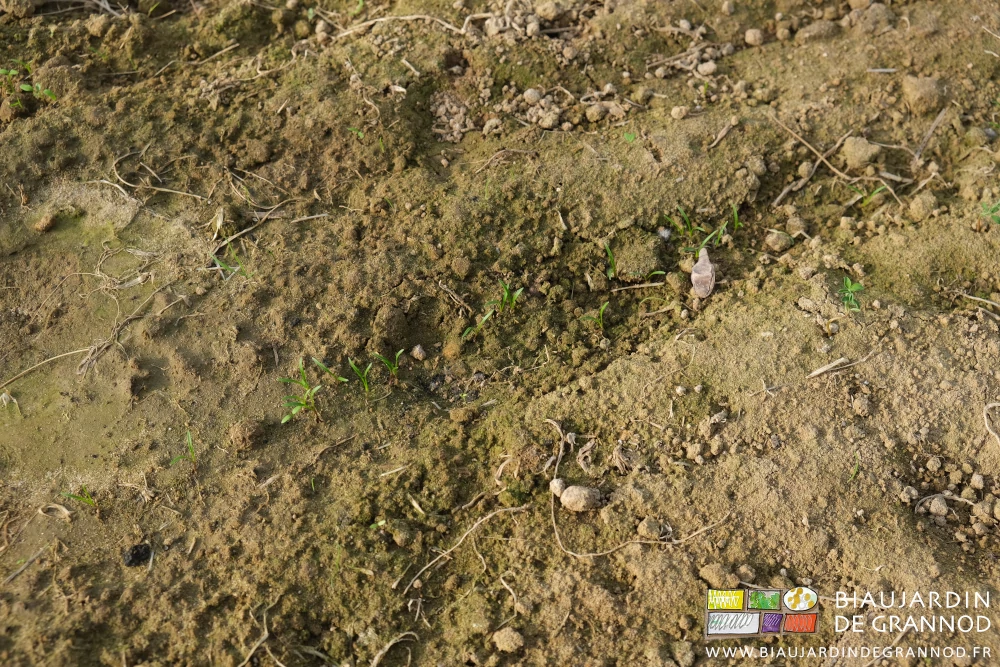 photo proche de la terre superficielle qui tend à verdir dans les creux signe de futures minuscules mousses