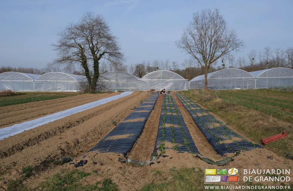 vue du carré quelques planches filmées noir biodégradable Valentin plante des 2 mains et à genoux