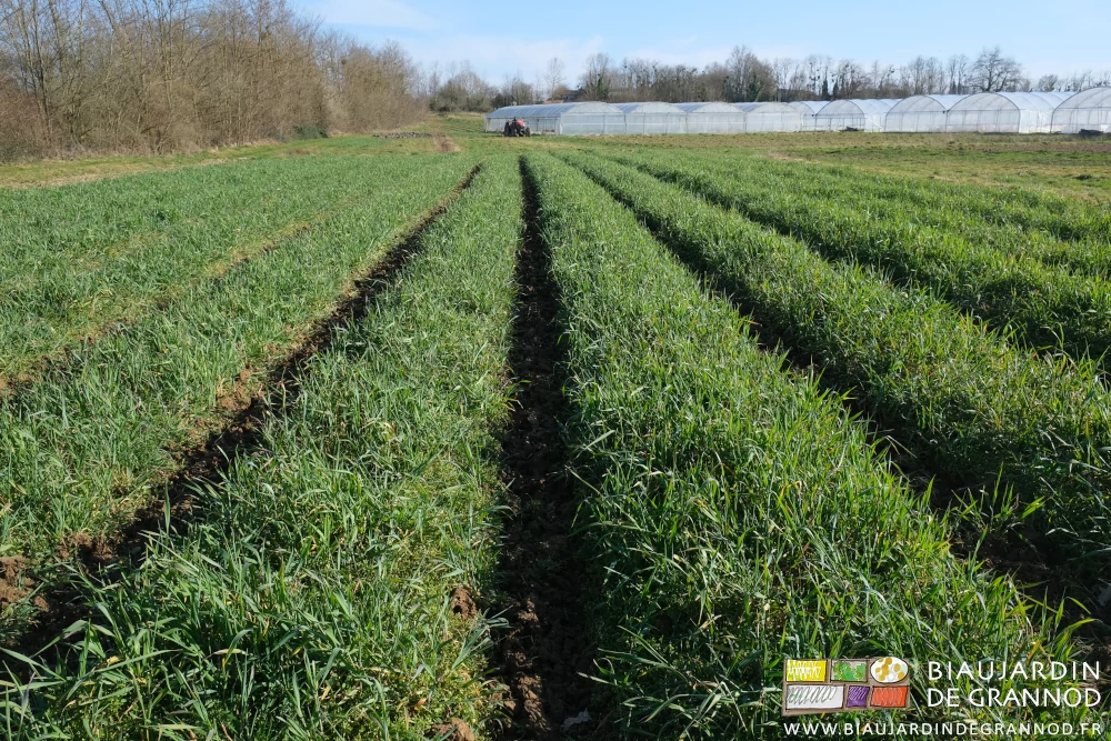 photo d'ensemble d'un carré en engrais vert seigle vesce bien développé, sur fond de tunnels