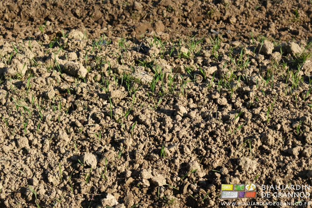 photo proche de seigle haut de quelques centimètres derrière un culture récoltée tardivement
