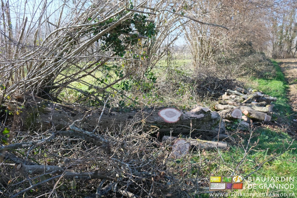 photo d'un tronc en bordure de haie bocagère
