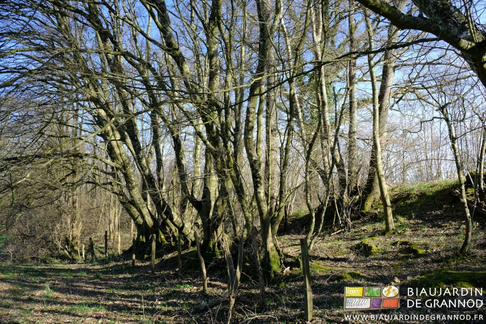 photo d'une ancienne desserte de la ferme bordée de charmes et hêtres