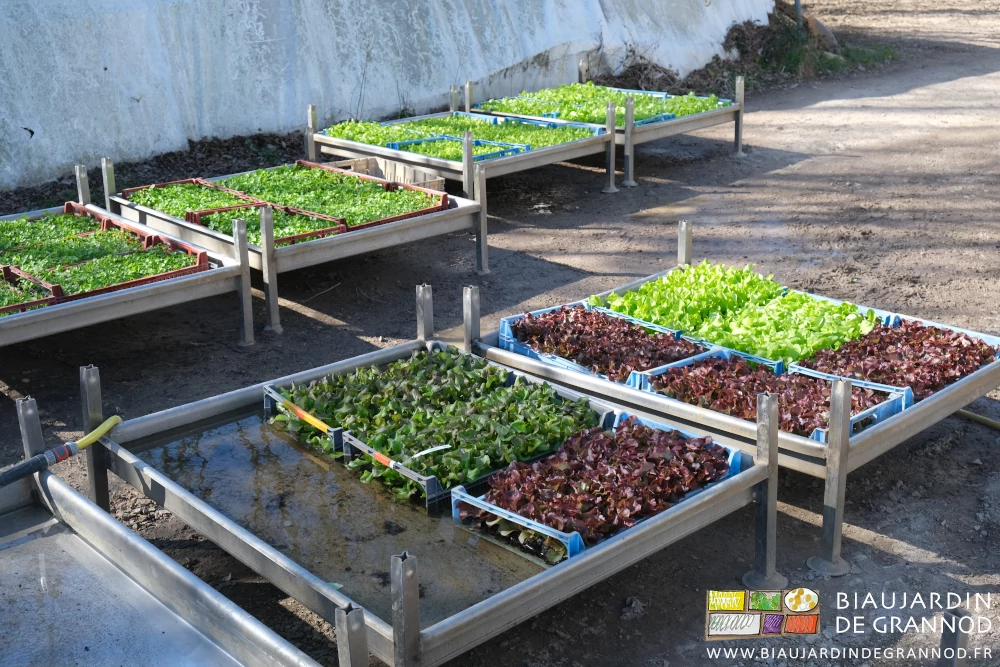 photo des caisses de mottes 5 par bac à endive dans 6 ou 8 cm d'eau