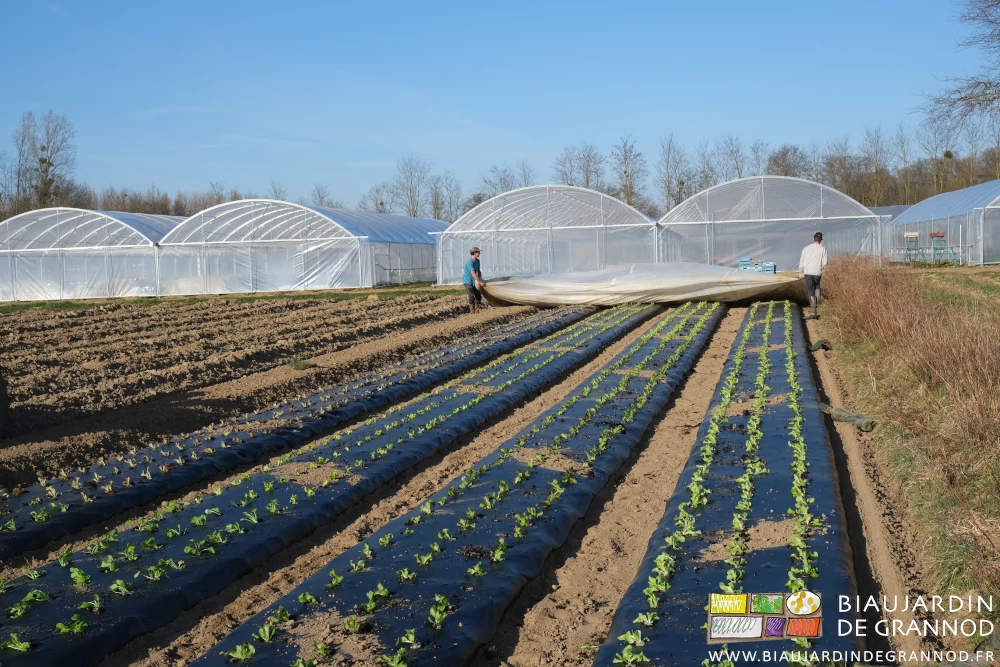 photo de Matthieu et Vivien au bout des planches déroulant le voile blanc de protection contre le froid