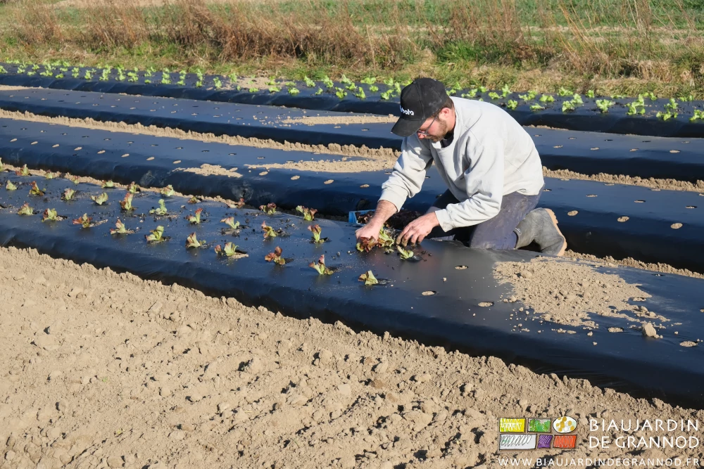 photo de Matthieu accroupi, une motte de salade dans chaque main en train de les poser en place