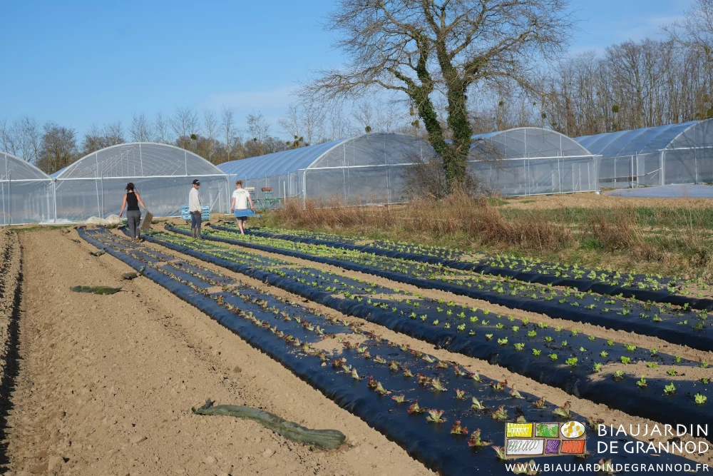photo de 4 planches repiquées en salade en haut d'un carré