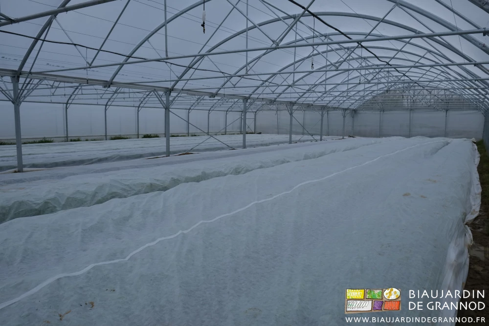 photo sous ciel gris des cultures d'un bi-tunnel protégées par un voile thermique
