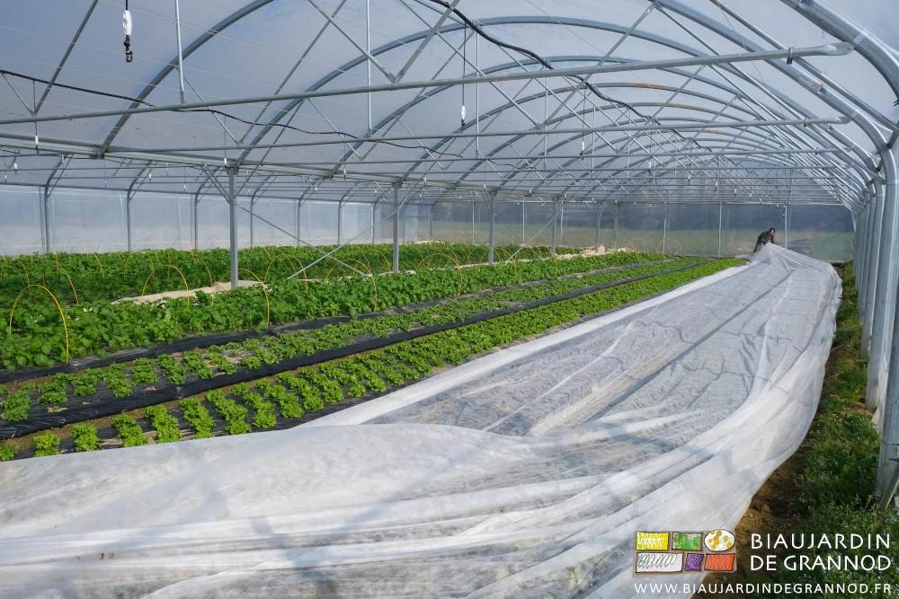 photo sous tunnel d'une série de planches en cours de débâchage