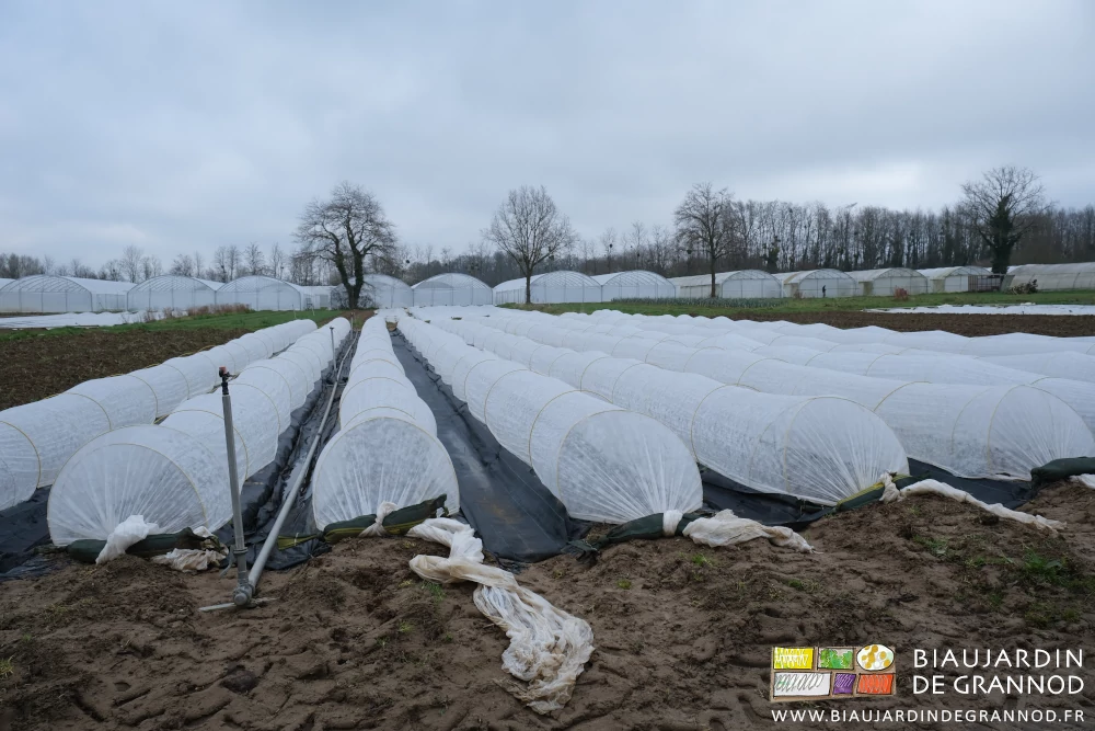 photo d'un carré aux planches couvertes d'un voile posé sur petits arceaux chenille pour protéger du froid