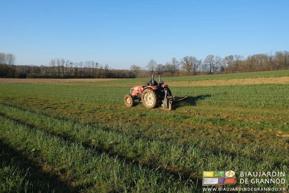 photo au soleil de fin de journée du tracteur broyant une bel engrais vert avant incorporation