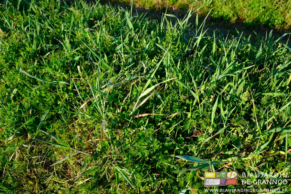 photo de seigle, vesce et trèfle en cours de végétation sur une planche permanente