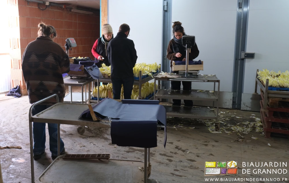 photo des 3 Biaux jardiniers préparant des endives sous l’œil de la journaliste