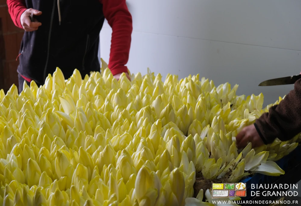 photo d'un bac à endive en cours de récolte par les mains Biaux Jardinières
