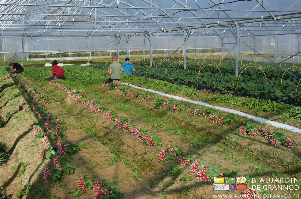 photo de bottelage de raids sous beau soleil