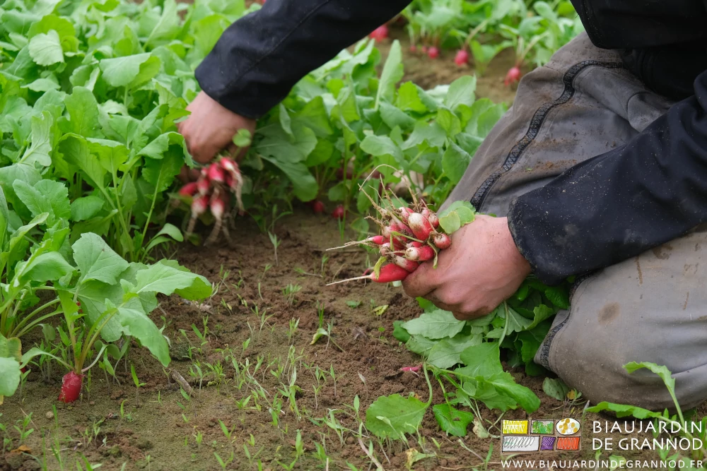 photo de deux bras sous manches longues récoltant des bottes de radis