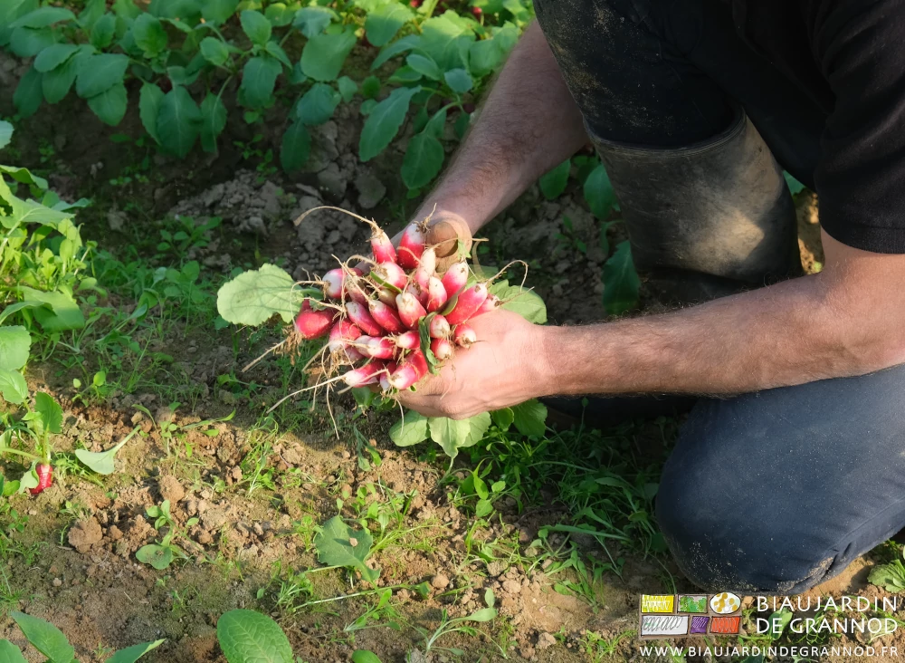 photo de Matthieu faisant une botte de radis