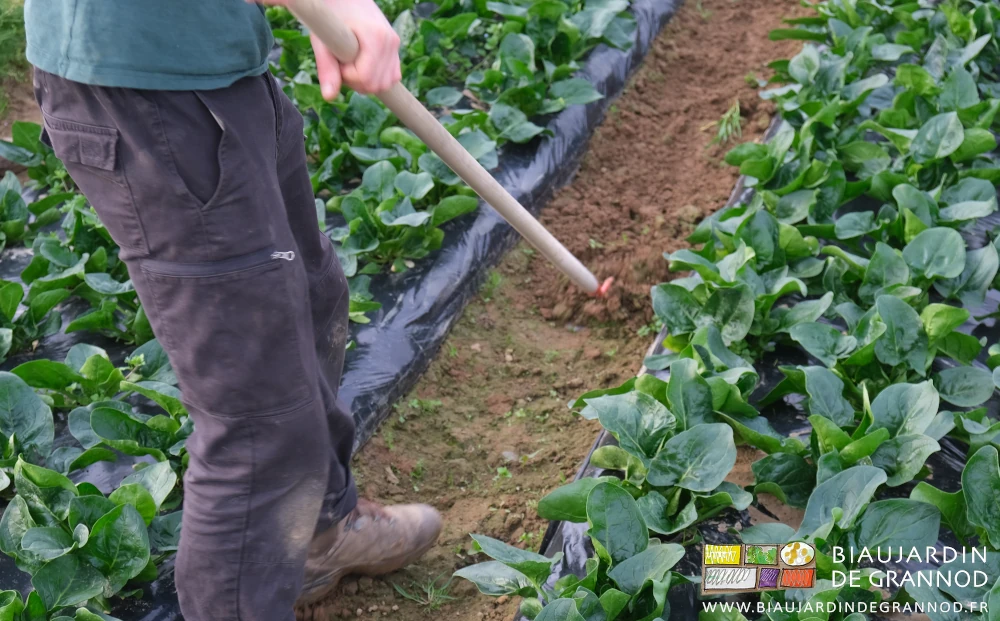 photo proche de mains biaux jardinières au travail sur un manche de binette à tirer