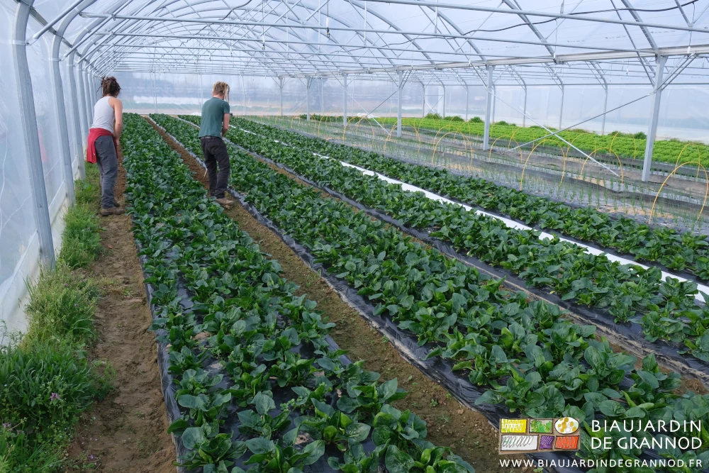 photo de Morgane et valentin armés chacun d'une binette emmanchée dans les allées entre planches d'épinards