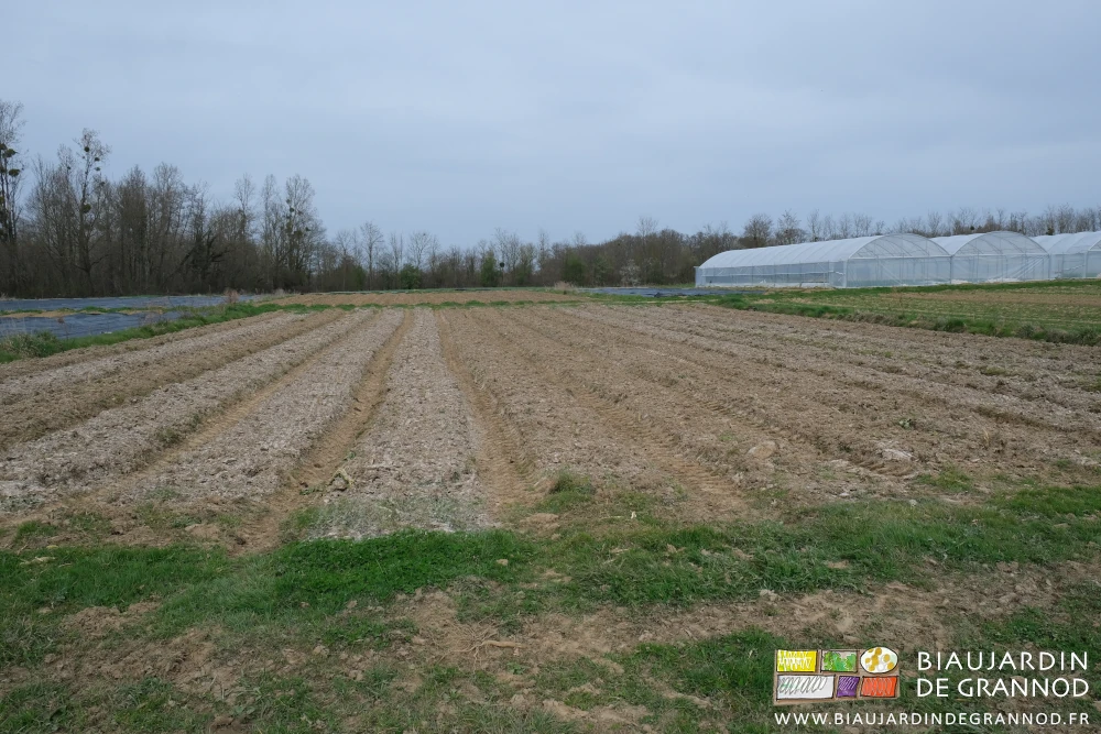 photo d'un carré aux planches blanchies par l'amendement calcique