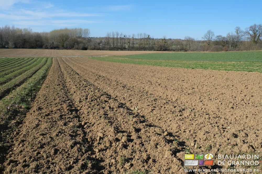 photo d'ensemble sous ciel bleu d'une parcelle en partie préparée en partie couverte d'engrais vert