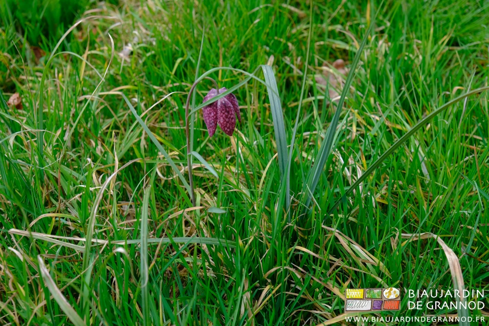 photo de Fritillaire pintade dans un de nos petits prés humides