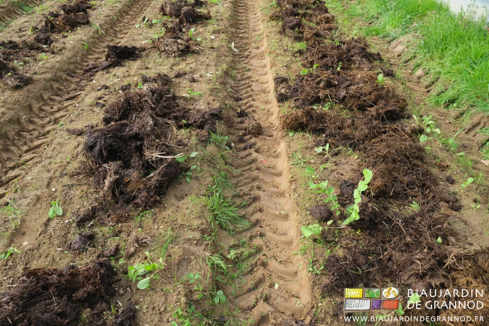 photo comparative de deux planches au fumier juste distribué ou étalé pour meilleure répartition