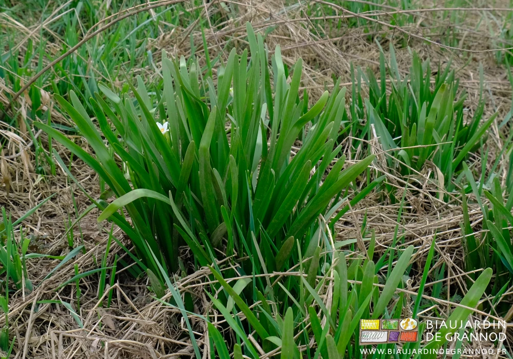photo d'une touffe de nivéolle garnie de se premières clochettes blanches