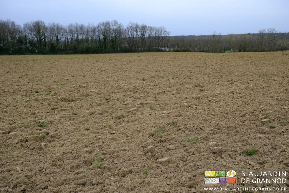 photo de la parcelle avec des mottes et touffes de graminées encore vivaces