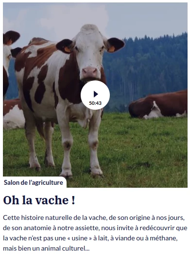 photo d'une vache au pré