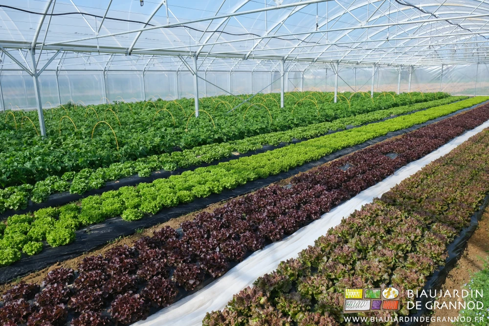 photo d'un bi-tunnel garni de salade verte et rouge et de pomme de terre pour primeur