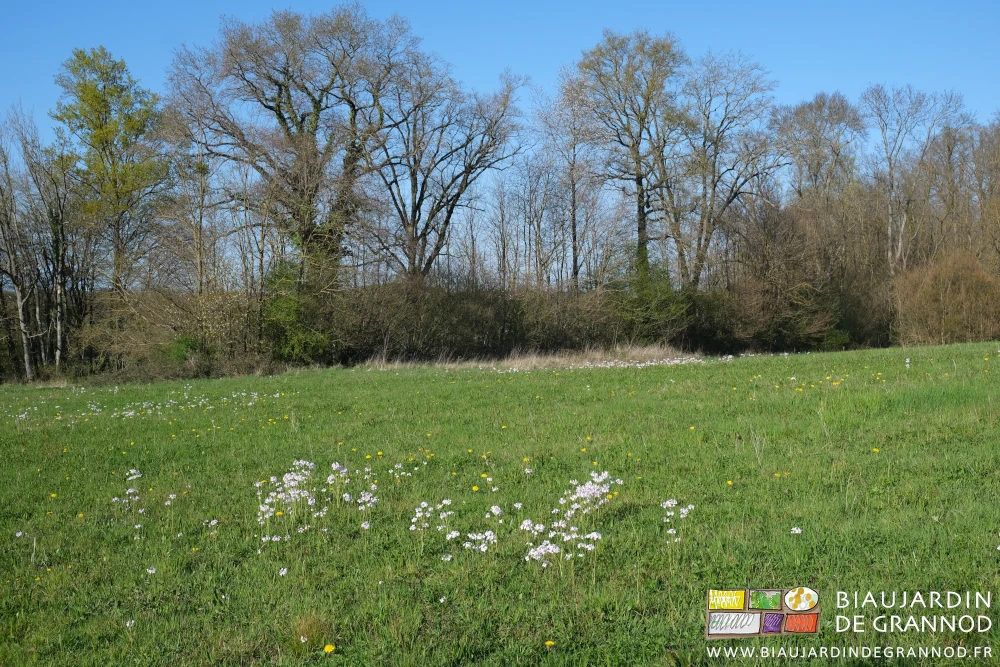 photo de cardamin des champs en pleine floraison rose clair dans un de nos prés humides