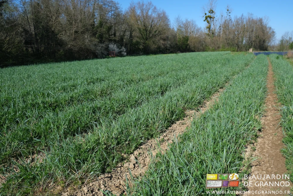 photo d'un carré d'engrais vert bien couvrant en train de se développer en hauteur