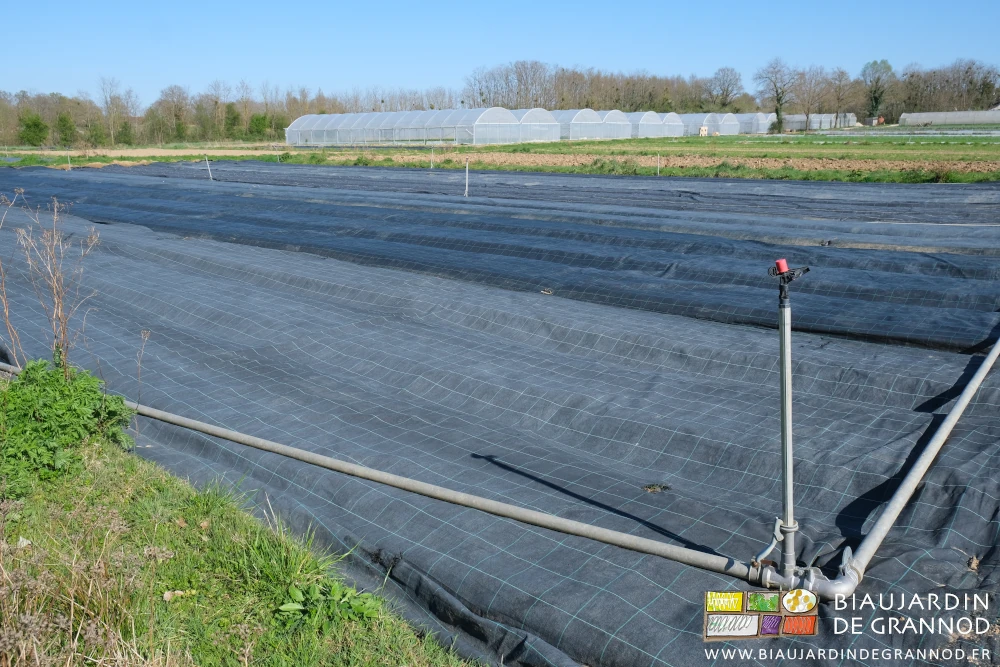 photo d'un carré couvert des toiles tissées les arrosages installés