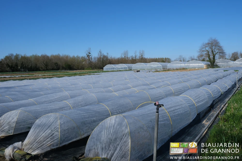 photo d'un carré couvert de voile individuel par planche sur arceaux chenille