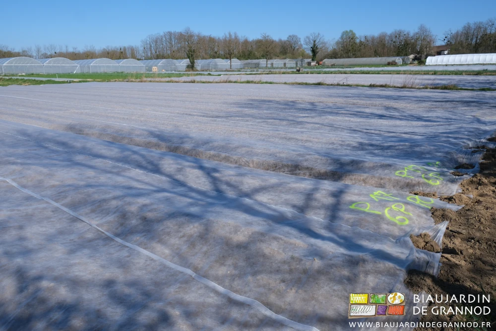 photo de 2 carrés couverts de voile non tissé comme protection contre le froid