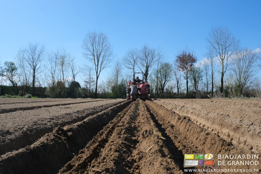 photo en perspective du relief de la planche après plantation