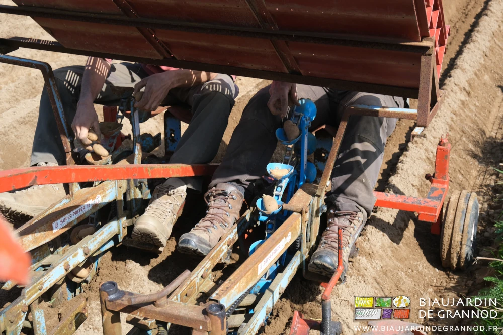 photo de 4 mains posant 1 à 1 les plants dans les godets entraînés par les chaines des distributeurs