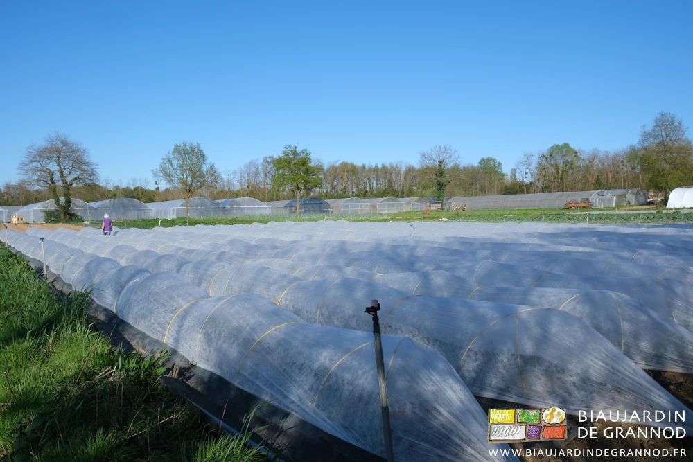 photo du carré de chou-fleur Françoise baisse les voiles thermiques