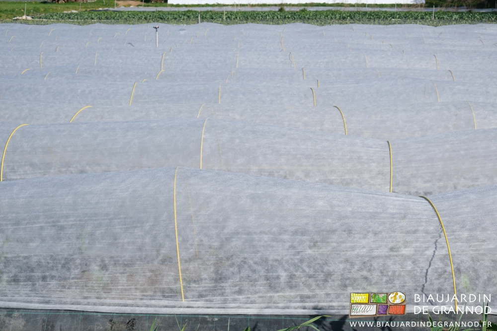 photo proche des tunnels chenille complètement fermés par le voile thermique 