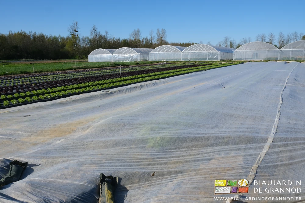photo d'un carré de salade en partie couvert d'un voile thermique blanc