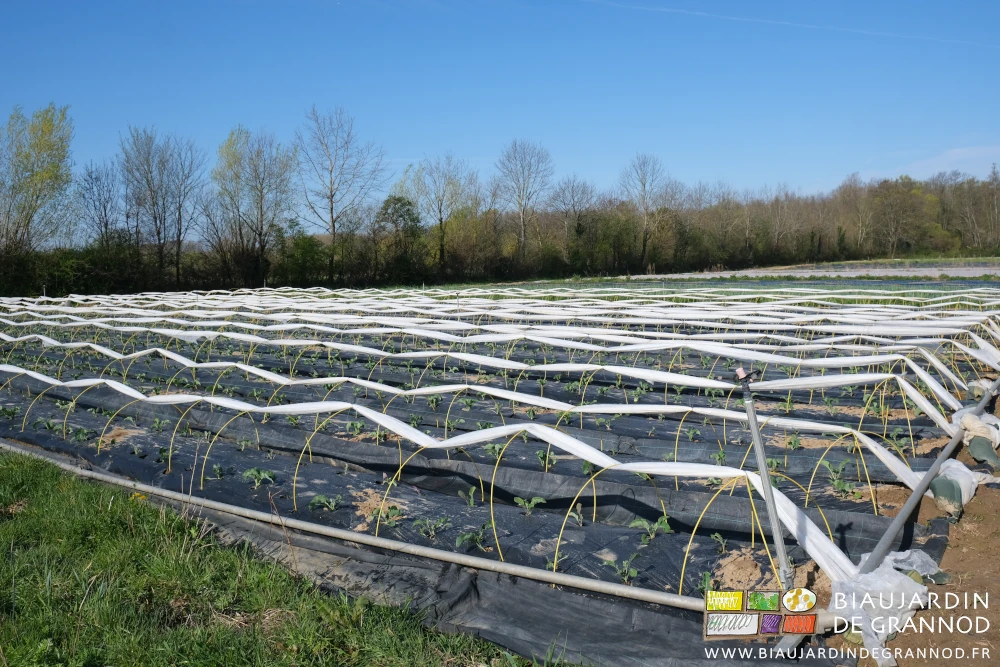 photo d'un carré de chou-fleur sous chenille le voile fixé relevé pour aération