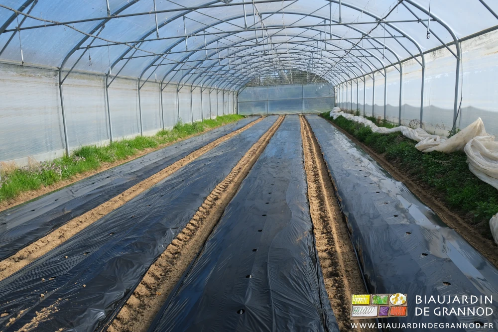 photo en alignement des planches et gaines goutte à goutte couvertes d'un film paillage noir