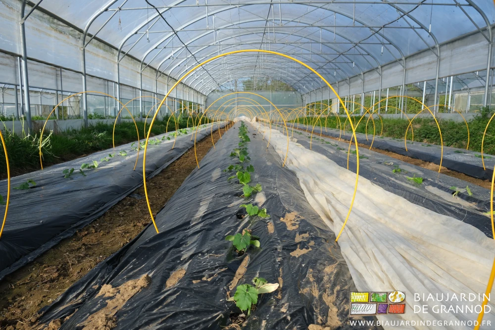 photo en alignement des courgettes sous tunnel avec les arceaux chenille installés par précaution.