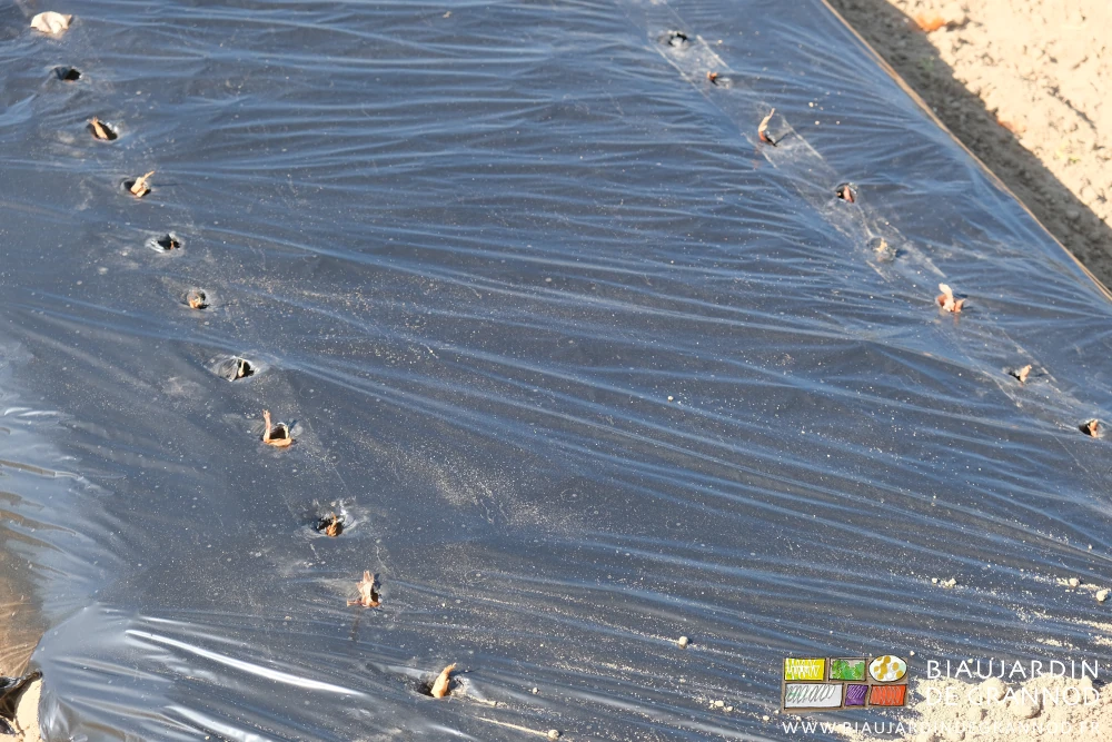 photo détail des bulbes piqués à travers le trou fin percé dans le film paillage