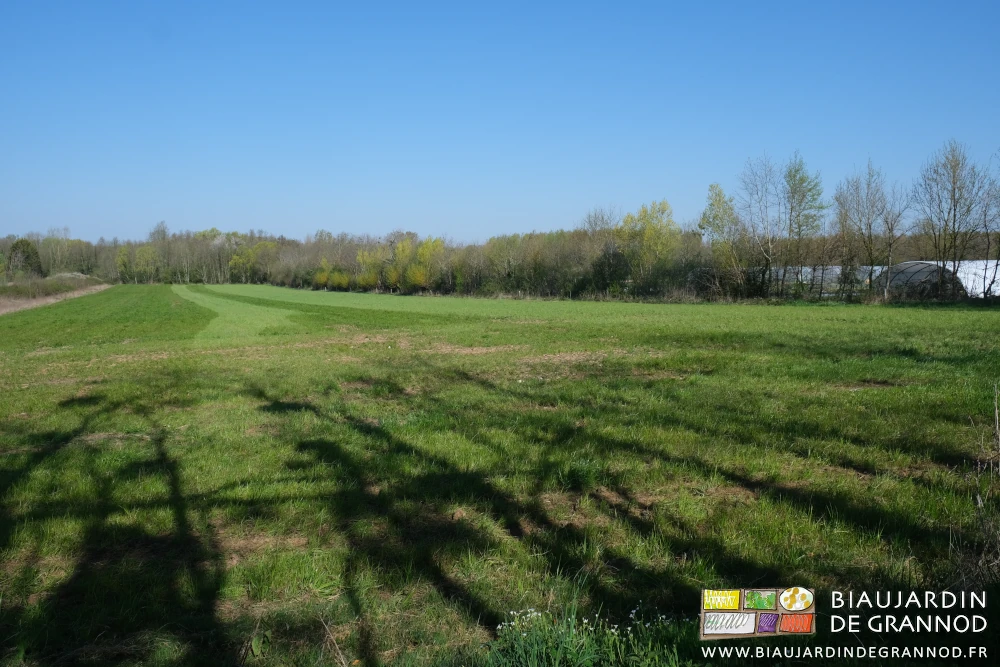 photo de la parcelle en poacées qui longe la haie bocagère du jardin