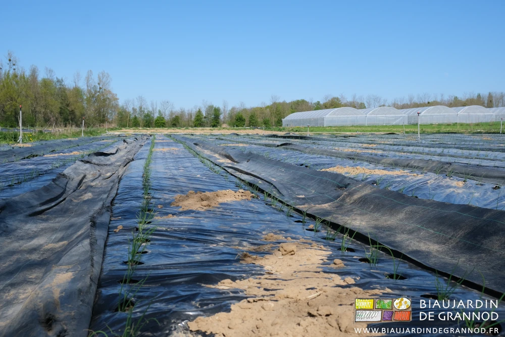 photo en perspective des rangs d'oignon récemment repiqués