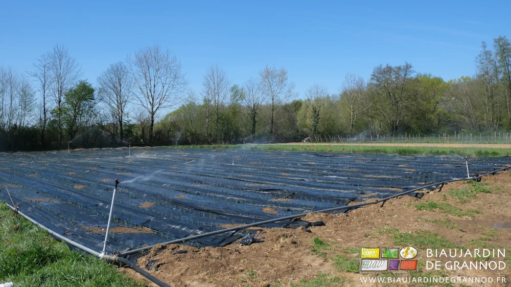 photo du carré d'oignon en cours d'arrosage