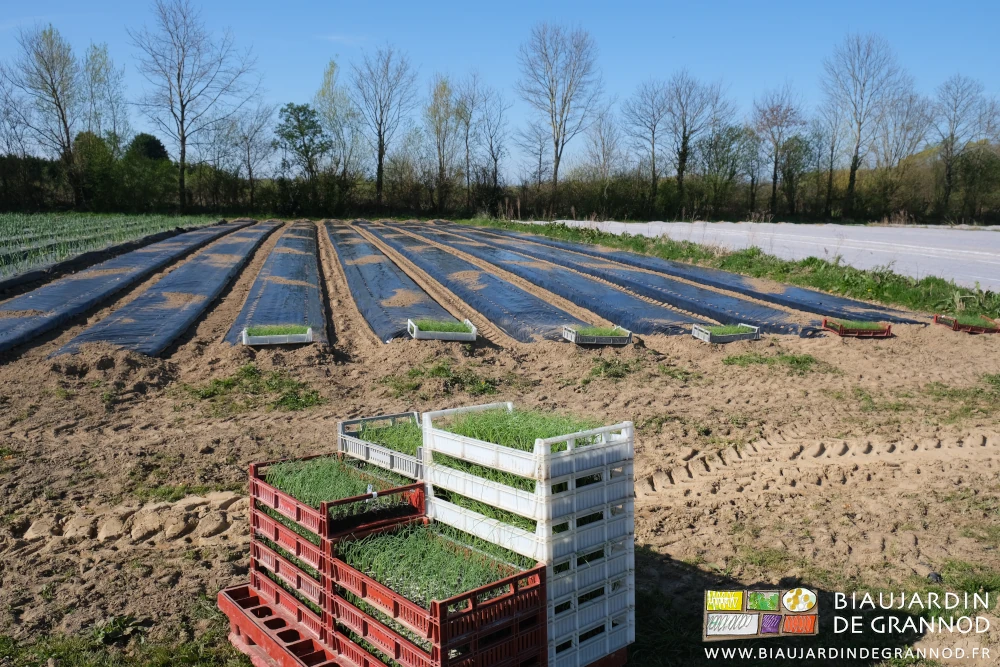 photo des caisses à mottes en attente de repiquage