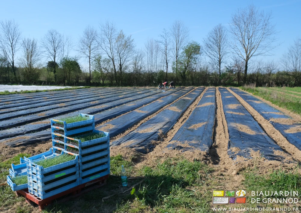 photo de 3 biaux jardiniers penchés sur le repiquage des mottes d'oignon jaune